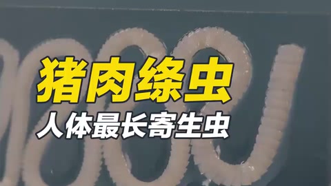 人體最長(zhǎng)寄生蟲—豬肉絳蟲