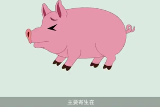 <em>可怕</em><em>的</em>豬囊尾蚴??！