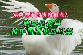 家禽界誰的資格最<em>老</em>？研究<em>稱</em>鵝或是最早被中國馴化的鳥類
