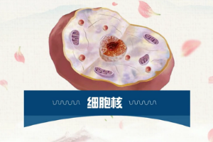 一分鐘了解細胞核