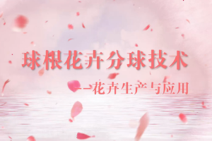 <em>微</em><em>課</em>：<em>園林</em><em>技術(shù)</em><em>專(zhuān)業(yè)</em>《<em>園林</em><em>花卉</em>—球根<em>花卉</em>分球<em>技術(shù)</em>》
