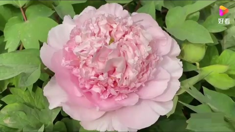 牡丹<em>的</em><em>象征意義</em>和精神