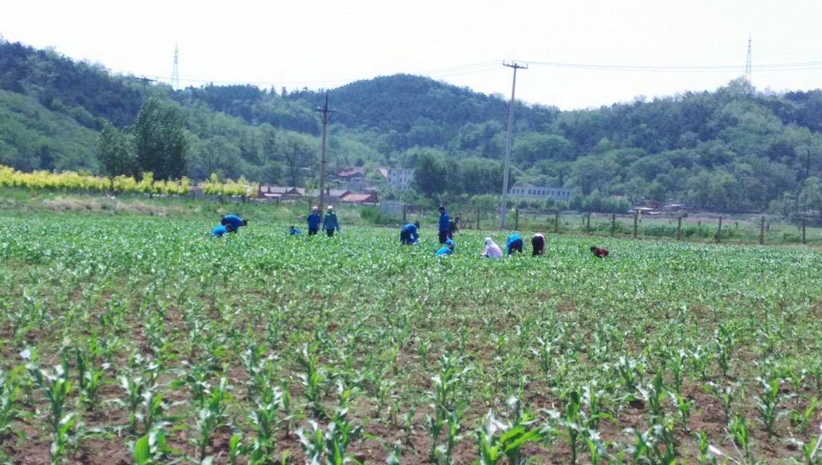 <em>玉米</em><em>標(biāo)準(zhǔn)化</em><em>生產(chǎn)</em>--田間管理1