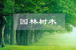園林技術專業：《園林樹木—“匠心澆筑園林，守護綠水青山”》課程思政案例