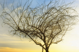 <em>微</em><em>課</em>：殯葬設(shè)備維護(hù)技術(shù)專業(yè)《喪葬禮儀》