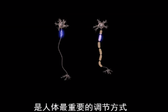帶您了解<em>神經</em><em>調節</em>