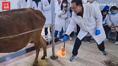 中獸醫(yī)老師用火燒牛背 學(xué)生：這是給動物做 “保健”