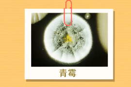 <em>原來(lái)</em>青霉<em>長(zhǎng)</em><em>這樣</em>