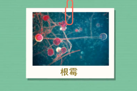 <em>原來(lái)</em>根霉<em>長(zhǎng)</em><em>這樣</em>