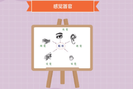 一分鐘了解感覺(jué)器官