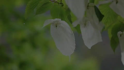 珙桐：花朵會(huì)變?nèi)N顏色的植物