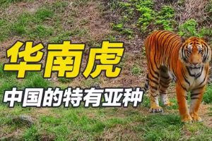 華南<em>虎</em>—中國特有亞種