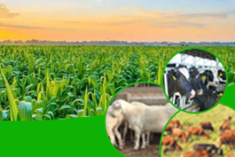 動物醫學<em>專業</em>：《獸醫病理生理學—第四章  細胞凋亡<em>與</em>疾病》<em>課程</em><em>思</em><em>政</em><em>案例</em>