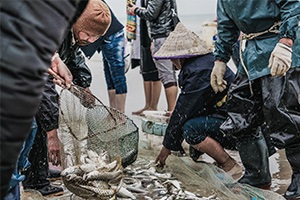 海洋<em>科學(xué)</em>專業(yè)：《水產(chǎn)<em>動物</em><em>生理學(xué)</em>》<em>課程</em><em>思</em><em>政</em><em>案例</em>