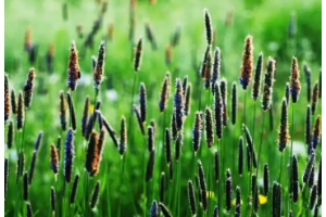 <em>課程標準</em>：作物生產與經營管理、現代<em>農業技術</em>、<em>植物</em>保護與檢疫<em>技術</em>、<em>園藝</em><em>技術</em>、休閑<em>農業</em>、園林<em>技術</em>、林業<em>技術</em>《<em>植物</em>與<em>植物</em>生理》<em>課程標準</em>