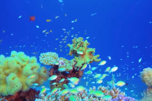 塑料污染與生物多樣性有何關(guān)系？“減塑撿塑”為自然