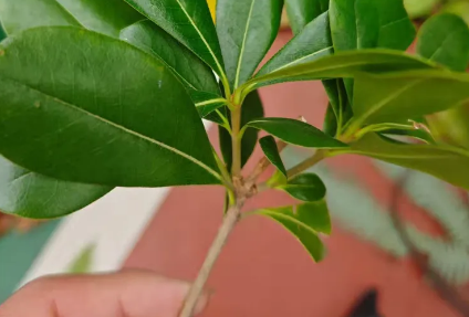 <em>課件</em>：森林草原防火技術、林業技術<em>專業</em>《森林<em>植物</em>識別——被子<em>植物</em>識別蝶形<em>花</em>科特征及<em>植物</em>識別》