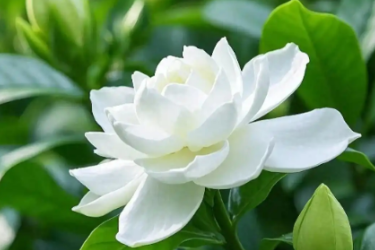 梔子花養護<em>小</em><em>技巧</em>