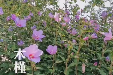 木槿：朝開(kāi)暮落復(fù)朝開(kāi)